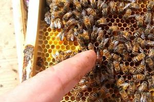 ТОП-10 вражаючих фактів про життя бджоли-матки фото